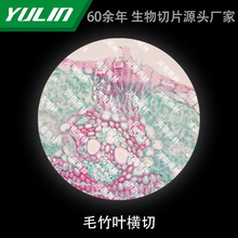 ë���~�M�������@΢�R�˱�����ֲ�：���d��Ƭ�^�쌍��У