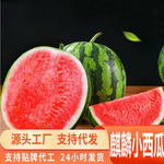 源头一件代发麒麟西瓜整个新鲜应季时令沙瓤剥皮多汁手撕小西瓜