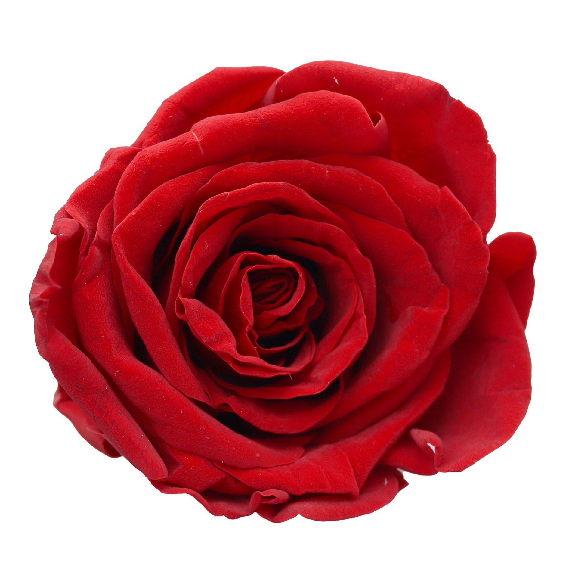 Clase B flor eterna flor rosa ramo de 3-4cm flor real de bricolaje fábrica de Yunnan al por mayor flor de San Valentín flor seca 520