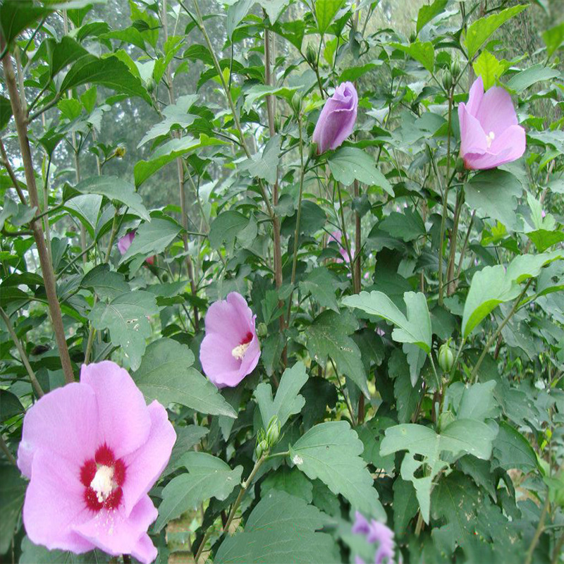 木槿杯苗笼子 木棉 荆条 朝开暮落花 喇叭花 朝菌 园林绿化苗灌木