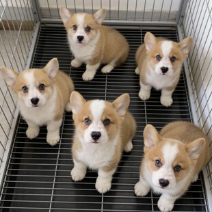 ���N�»���Ȯ���w�pѪ�y����ʿ�pɫ��ɫС����С��Ȯ���B���ﹷ��