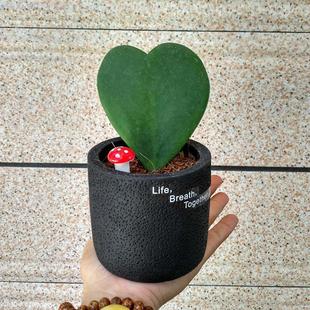 A Piece of Heart-Shaped Succulent Plant Potted Heart-Leaf Ball Orchid Valentine's Day Gift Small Potted Green Plant Office Small Potted Plant
