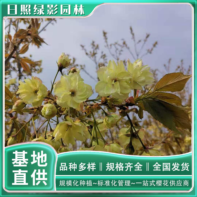 3523818609658952628 副本.jpg