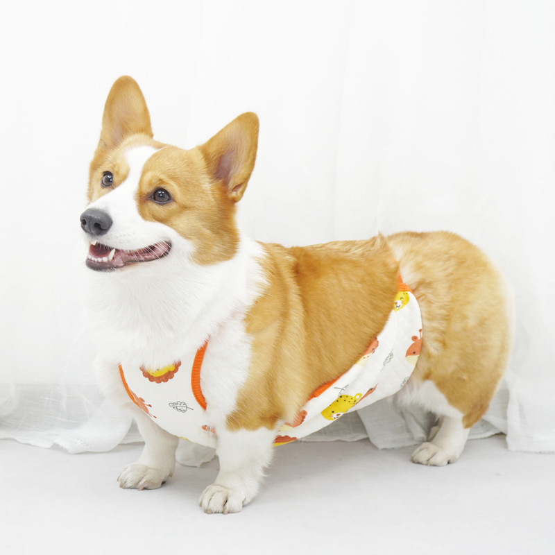 犬のお腹をかわいがって、風邪をひくのを防ぎます。|undefined