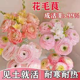 正品进口重瓣花毛茛种球根洋桔梗芹叶牡丹花苗阳台盆栽浓香花卉