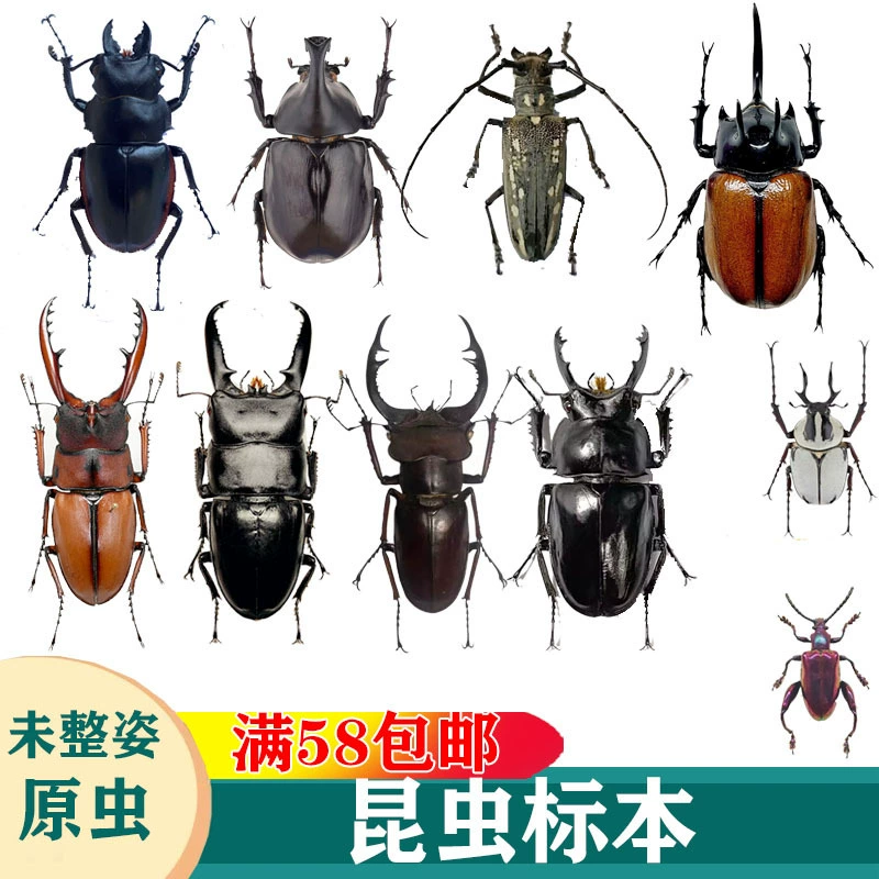 Образцы насекомых: Chrysomelidae, Scarabaeidae, Cicada, Scarabaeus, Scorpion, Beetle, Scarabaeus, Longhorned Beetle, Stem Beetle, Wet Insect.