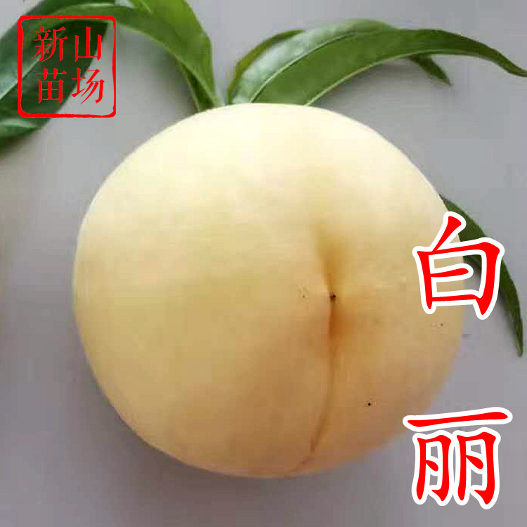 白丽桃苗 正宗对版晚熟奉化大果软溶质嫁接水蜜桃子树苗基地批发