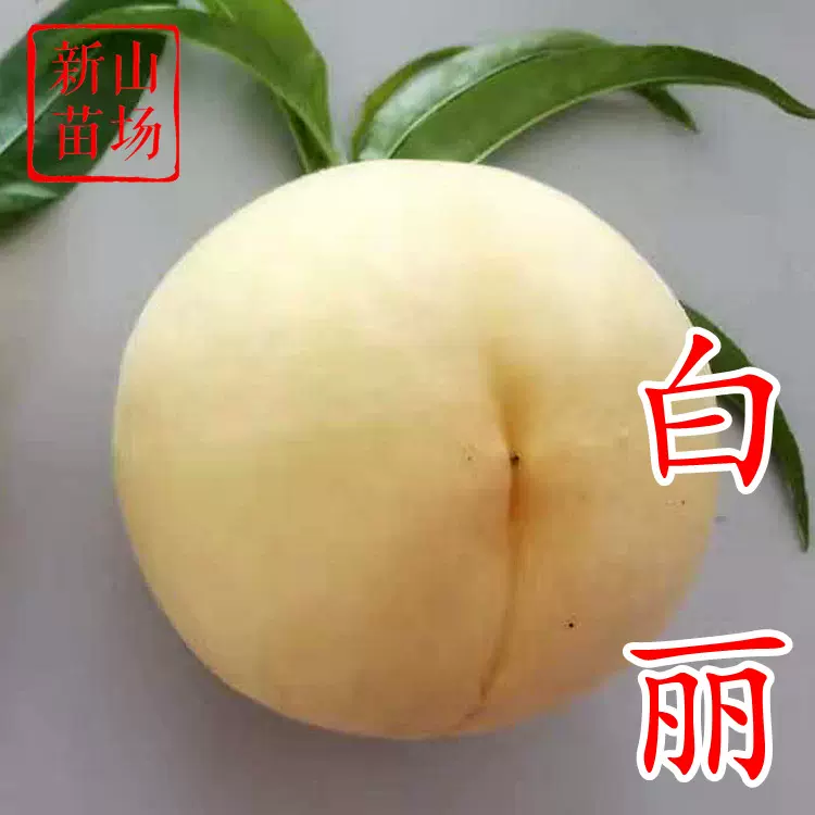 白丽桃苗 正宗对版晚熟奉化大果软溶质嫁接水蜜桃子树苗基地批发