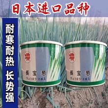 四季天光一本大葱日本进口钢葱种子长宝大葱耐寒耐涝耐热蔬菜