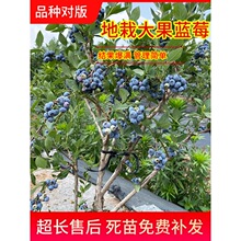 �{ݮ������ش�̖���Ե����̨�ļ��{ݮ���Ϸ������Nֲ�{ݮ������