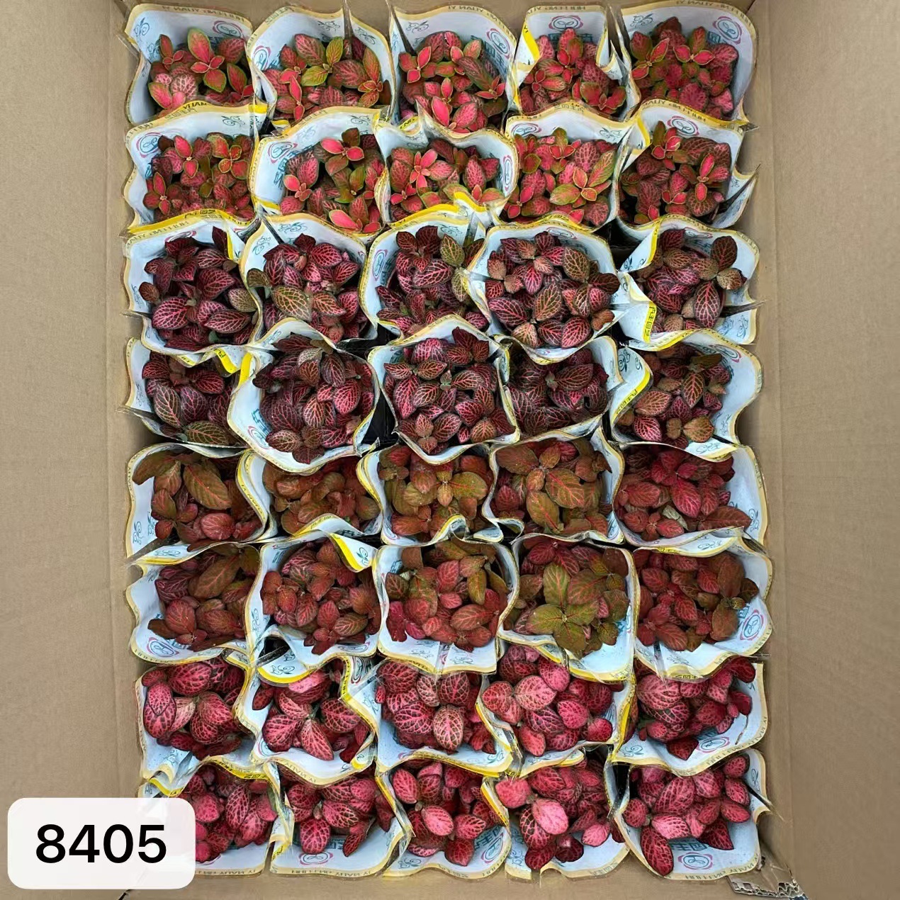 8405 小箱網紋草混裝40盆