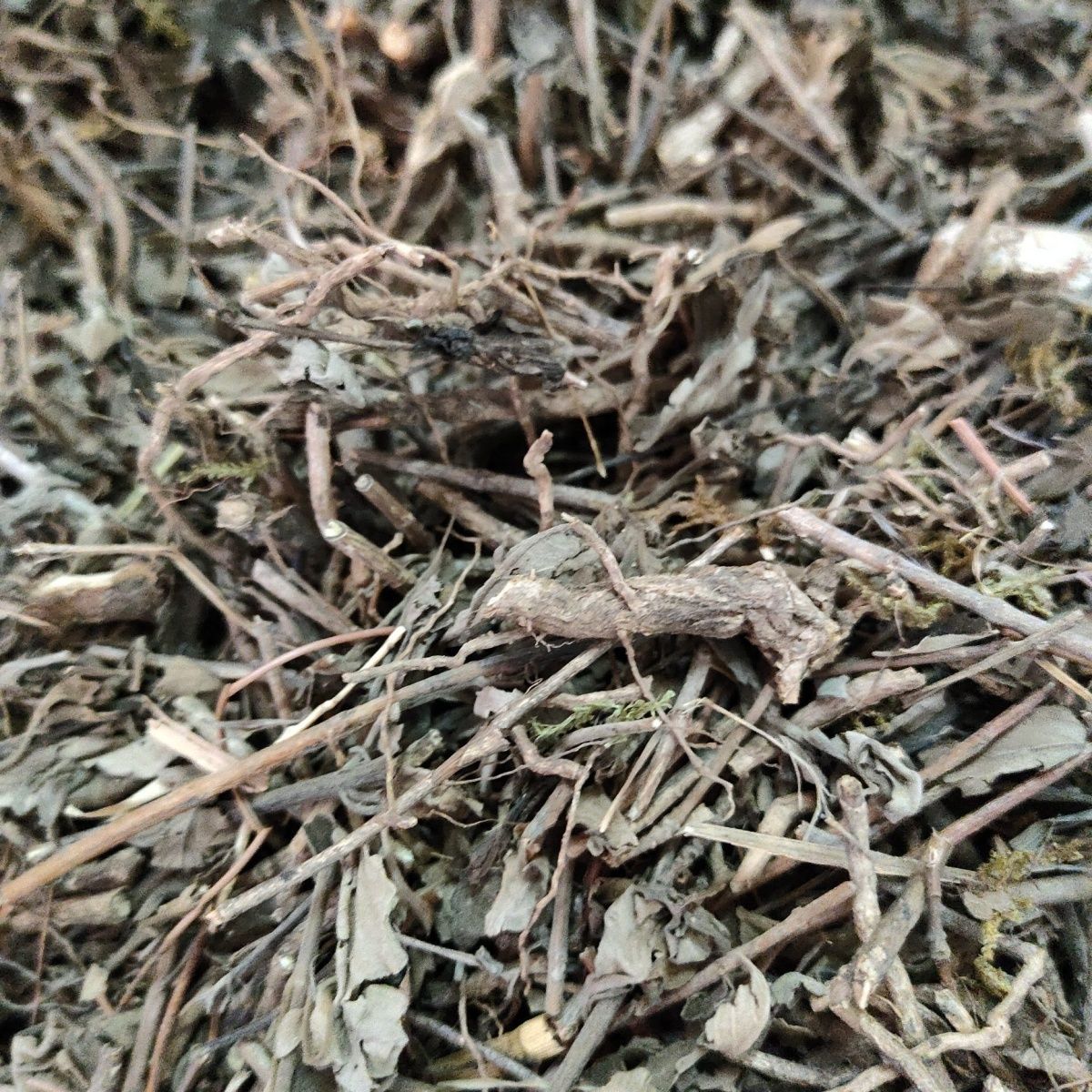 野生草药地罗珠 兰香草 子附莲 对对花 干品无提取500克-阿里巴巴