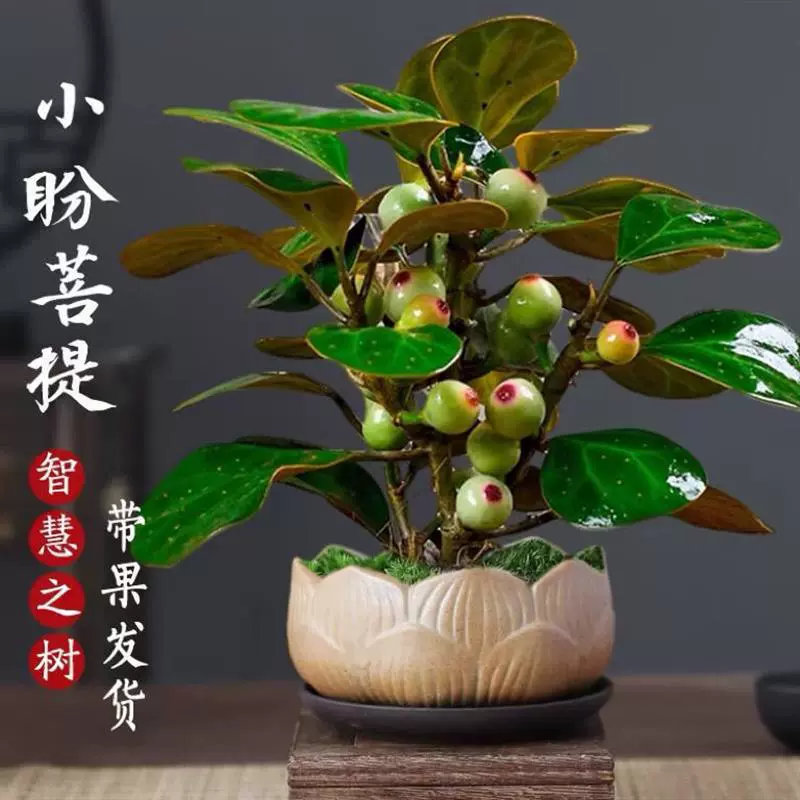 Xiaopan Bodhi Tudo Fruit в китайском стиле, растение в горшке в стиле дзен, зеленое растение, комнатный цветок, чайный столик, учебный стол