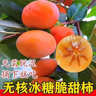 Persimmon Seedlings, Crisp Sweet Persimmons, Seedless Persimmons, Extra-Large Courtyard Planting in the North and South, Fruiting Persimmon Tree Seedlings in the Same Year