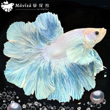 ̩�����~�^�p�~����wС�͌���Ꭷ��ˮ��Ů��鼆���B�ͻ�