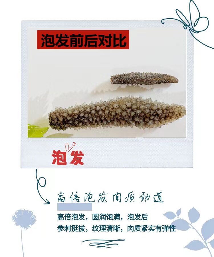 Wild Indonesian Black Sea Cucumber Holothuria Dried Seafood 500g High Rehydration Rate for Cooking in use