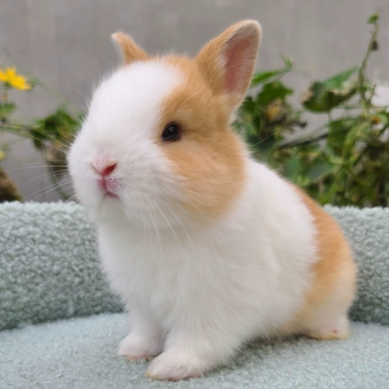 Rabbit, tea cup, pet