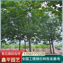 工程用绿化乔木3---12公分白蜡价格厂家，现货销售5公分白蜡树苗