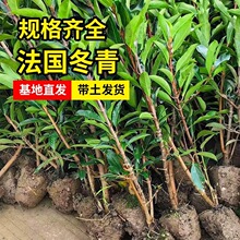 法国冬青树苗四季常青耐寒篱笆围墙植物珊瑚树苗庭院绿篱绿化苗木
