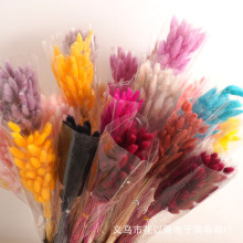 【兔尾草】天然狗尾巴草干花真花束桌面店铺橱窗样板间装饰摆件