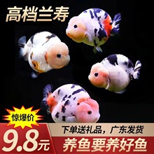 ���ٽ�����ˮ����������С���㲻�ü��½�������ţ�в�̩ʨ����