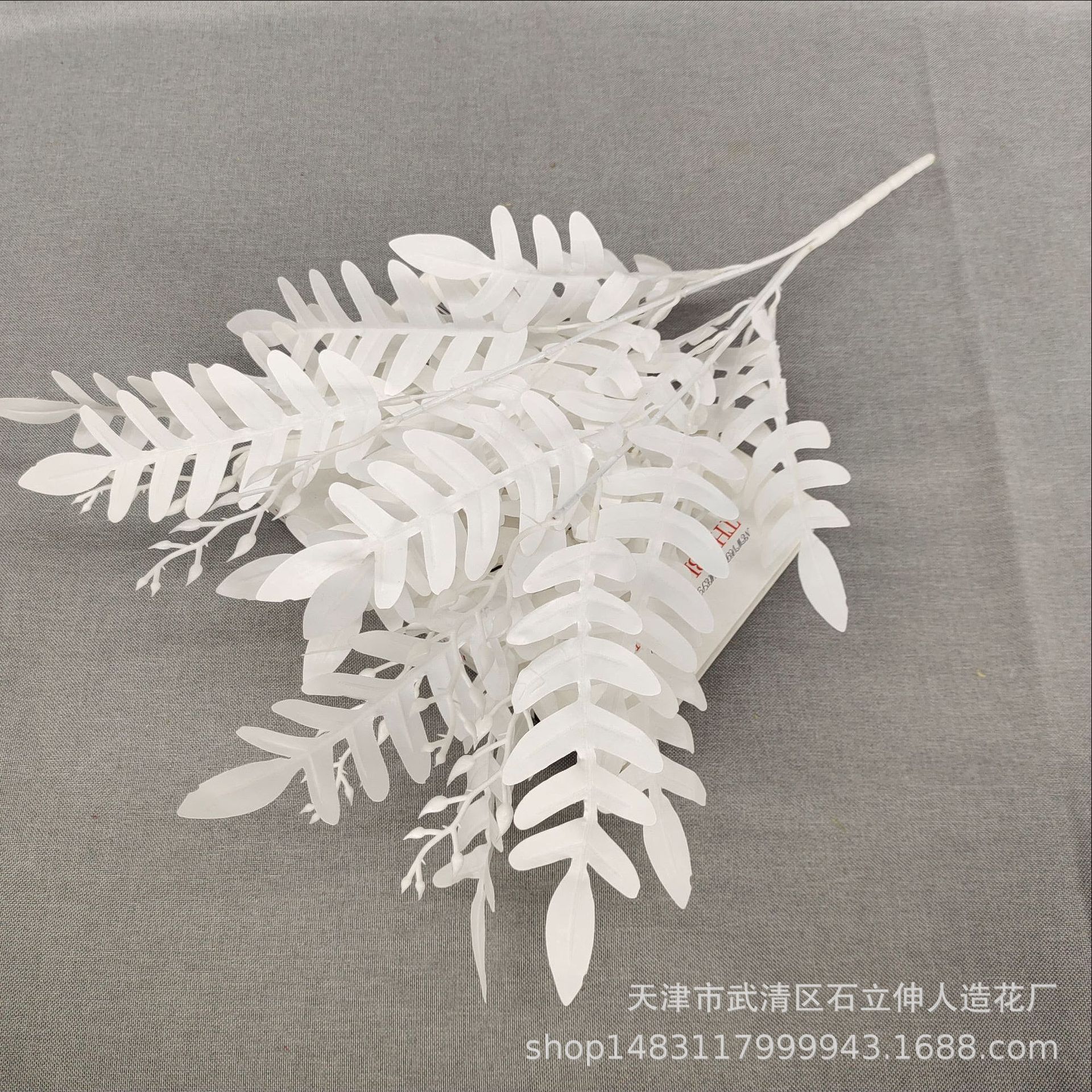 화이트
