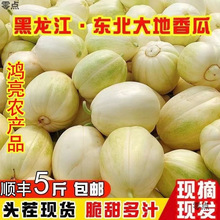 东北香瓜白糖罐甜瓜新鲜水果农家当季现摘大地脆甜小包邮包邮