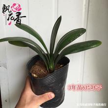 批发君子兰 君子兰小苗阳台植物室内盆栽盆景君子兰花