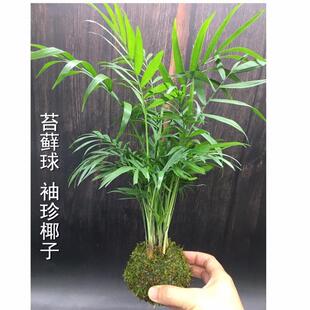 Moss Ball Pocket Coconut Poinsettia Hydroponic Plant Coconut Tree Office Tea Table Indoor Easy-To-Grow Small Potted Moss Jade