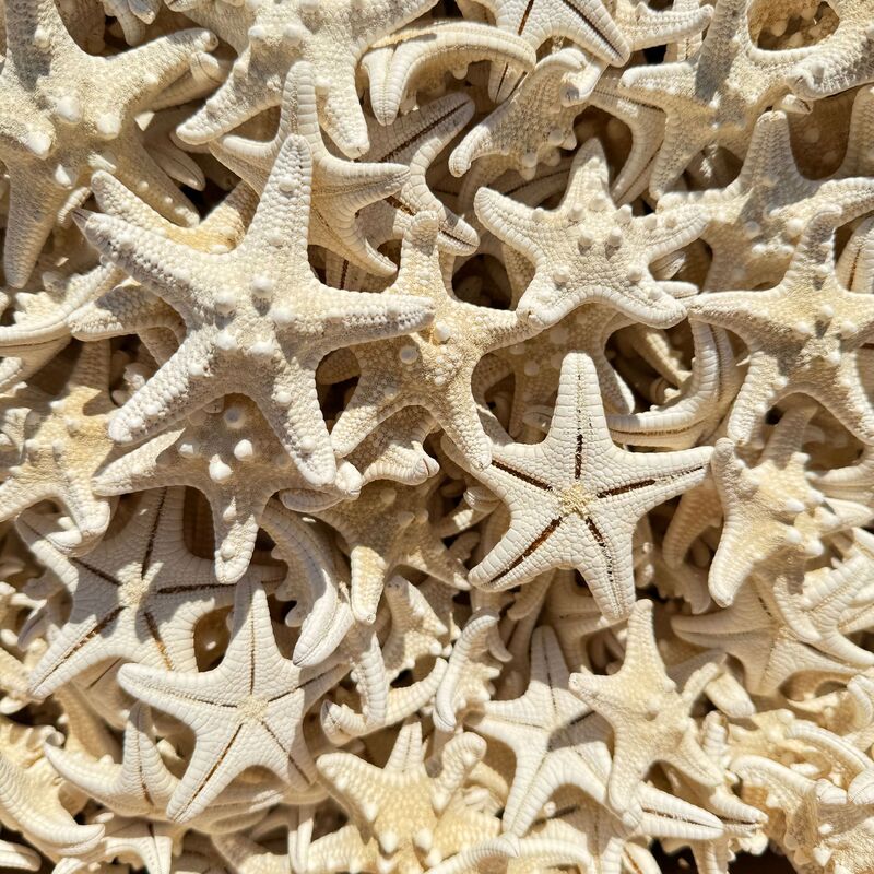 Research Shell Conch Sea Star Micro Landscape Aromatherapy DIY Eternal Flower Landscaping Decoration Crafts Set Props