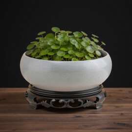 无孔水仙铜钱草水培花盆陶瓷特价清仓室内桌面碗莲荷花大号水养盆