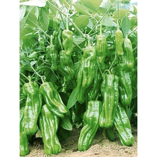 ����������Ƥ�ཷ�ļ��̨�����߲��������緬�Ѻ��J���ϷN�羀��