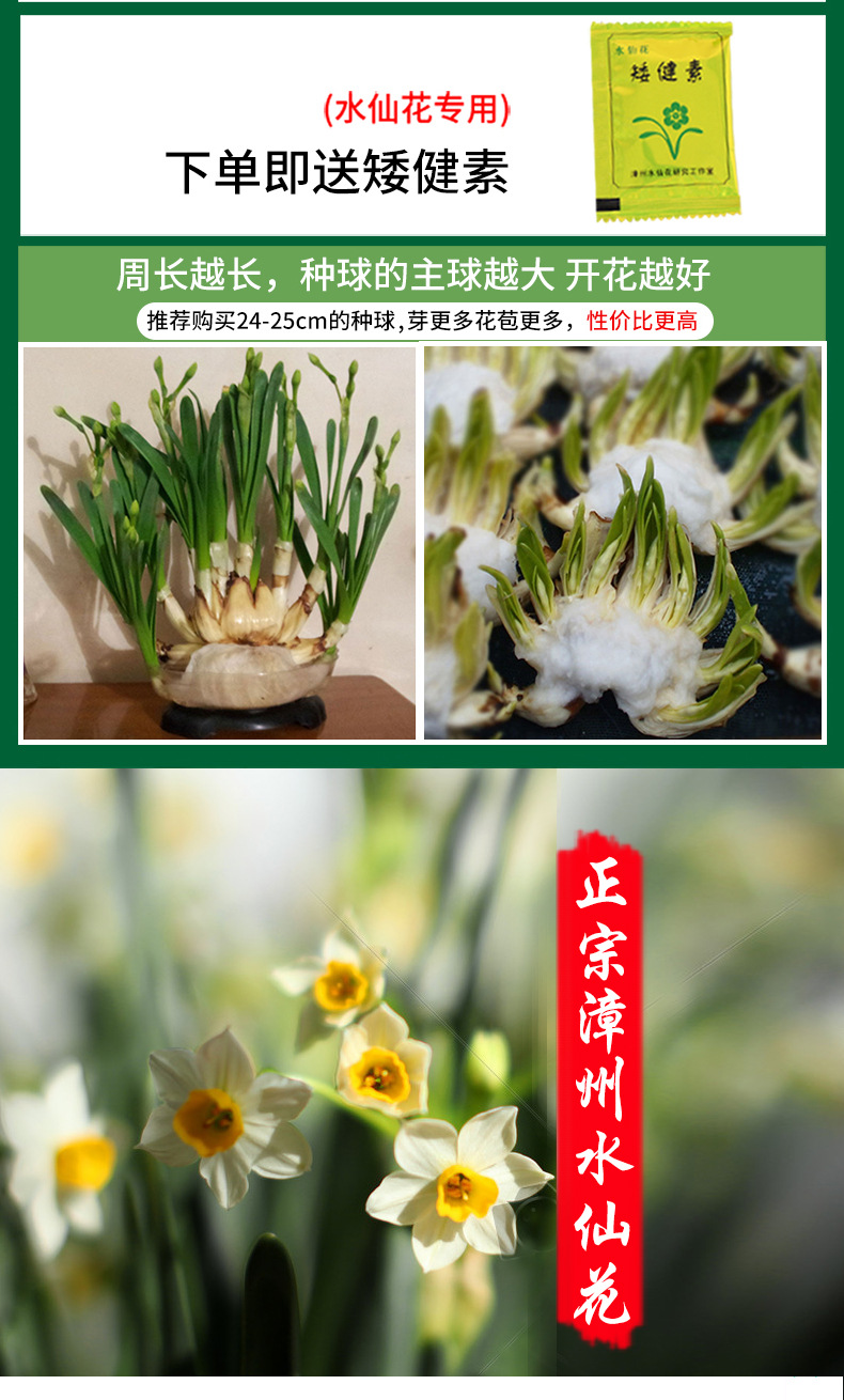 1水仙花详情图_01