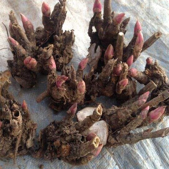 （产地货源） 批发白芍苗 白芍种植技术种植时间亳白芍线蒲棒