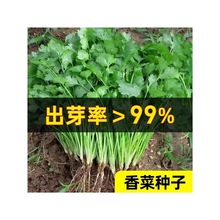农家传统小叶老品种香菜种籽四季蔬菜大叶三天生抗热香菜籽种子