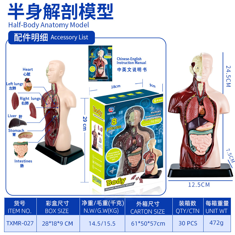 Modelo del cuerpo humano, juguetes educativos STEM para niños, modelo de anatomía humana desmontable, reconocimiento de órganos, fabricante, venta al por mayor image 12
