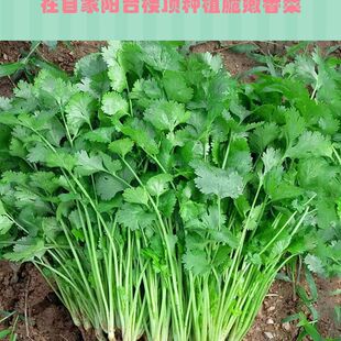 ������˷N���ļ���ͥ�̨���Դ��~������߲˷N�Ӵ�ȫ������r