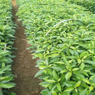 ��������������l���F��N��ľ�����l؛ͥԺ�G����������