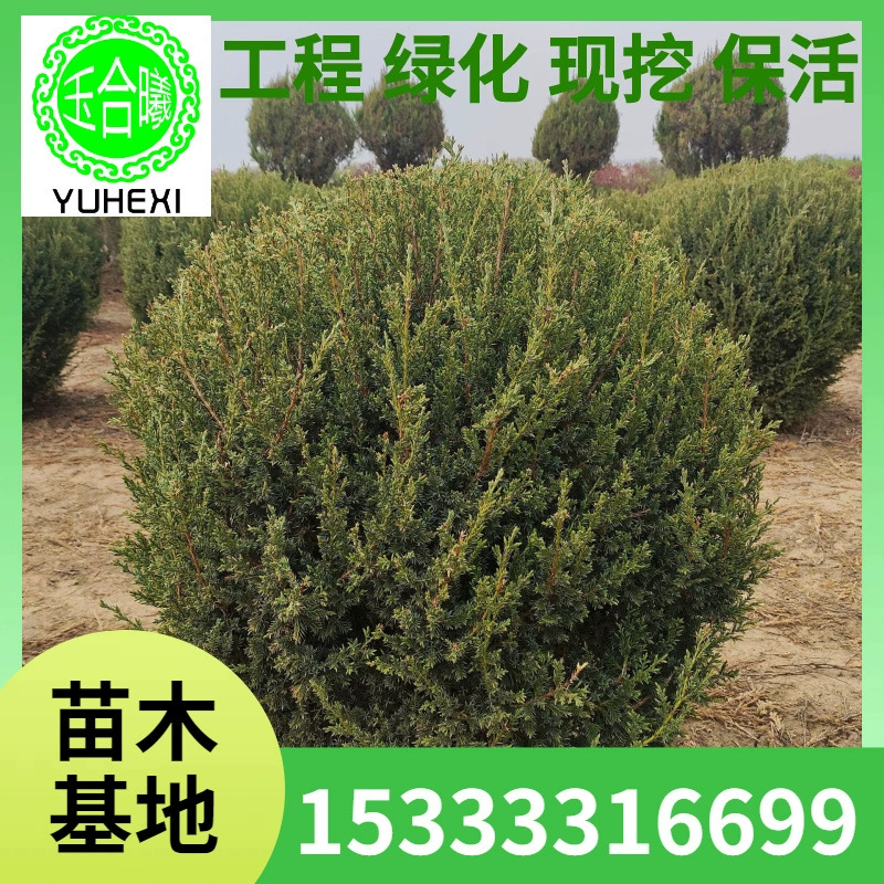 Шары из северо-восточного кипариса, сферические зеленые рассадные растения, вечнозеленые садовые растения, шары из кипариса, шары из кипариса