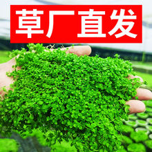 �~��ˮ��ֲ���쾰�ײ����~�ݻ��w����Ī˹����������ݳ�ľˮ��