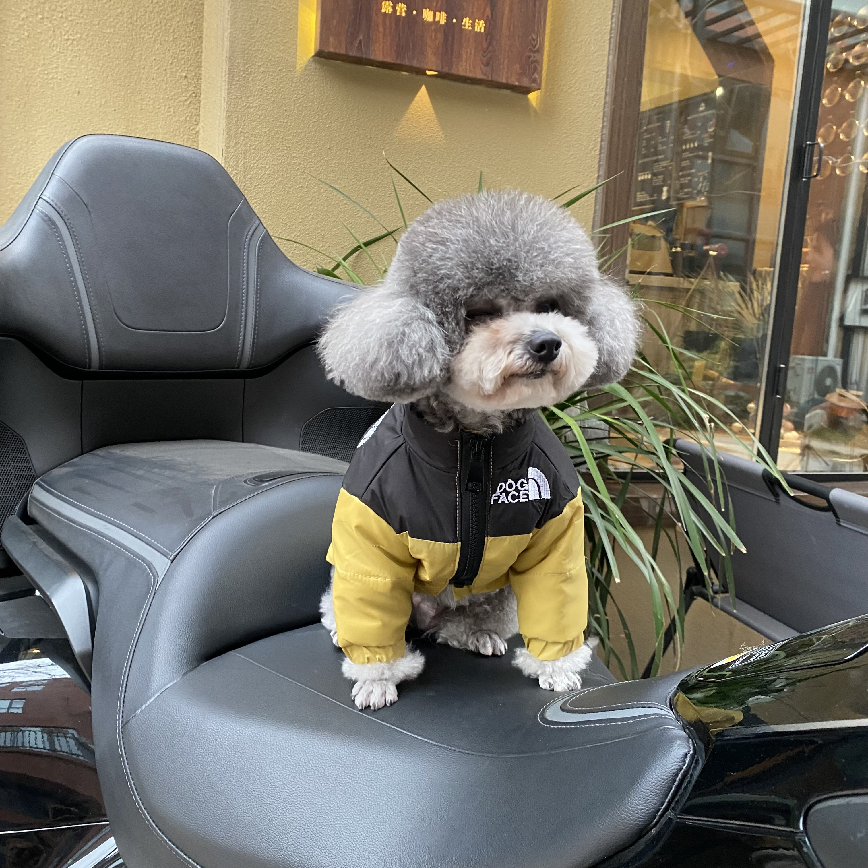 곰 방법보다 HG 개 다운 재킷 DOU CHENARY TEDDY 국경 축산 가을과 겨울 옷 겨울 따뜻한 개 옷 가을