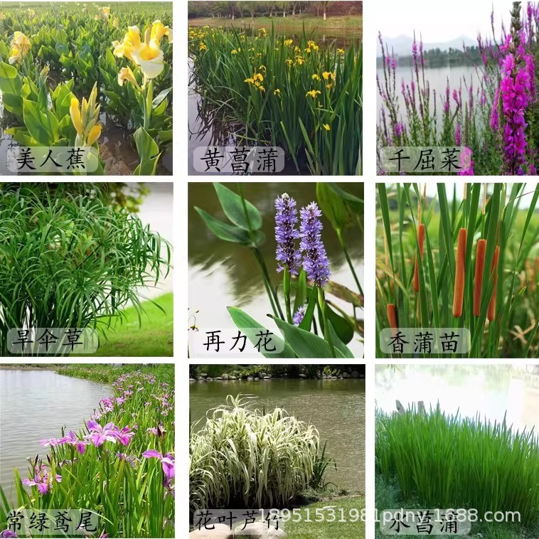 黄菖蒲水生植物美人蕉河道绿化黄花鸢尾苗旱伞草芦苇芦竹水培造景