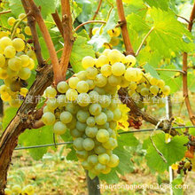 霞多丽 莎当妮 北方南方种植山东平度酿酒葡萄树苗基地批发新品种