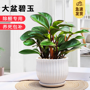 ��߅����ֲ����X��ֲؐ���҃ȳ��G�����k���҃����՚�С�Gֲ