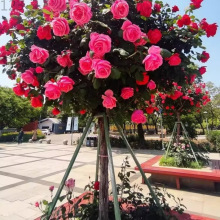 �ߙn�䘶�¼�����ֲ��õ��󻨝����ļ��_���e��ͥԺ�辰����¼�