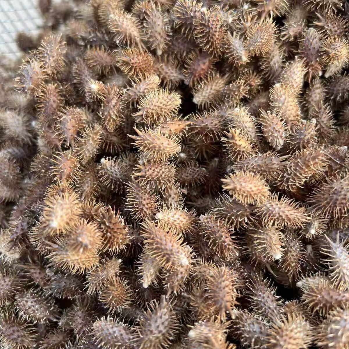 Cang Er Zi Powder Xanthium Fruit 500g Ultra Fine Ground Traditional Chinese Herb in use