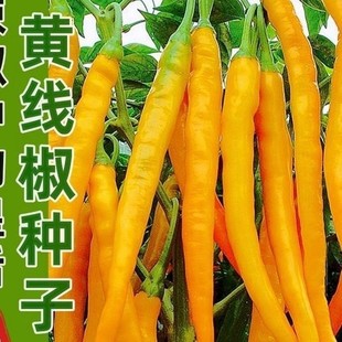 美味黃線椒種籽薄皮產熟辣四季辣妹子陽台盆栽種籽香辣黃椒易種植