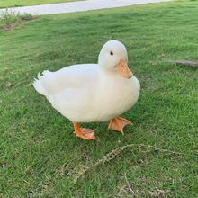 ���w���� ��� �W�t� ������� �Bֳ���جF؛�����^�p��������