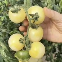 ��S���]���r����С����һ�ڱ�֭������ɫ�}Ů������С����һ����