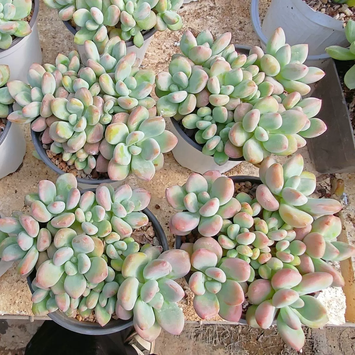 多肉植物彩虹洛神洛可可群生老桩精养新手好养花卉盆栽红洛神多肉